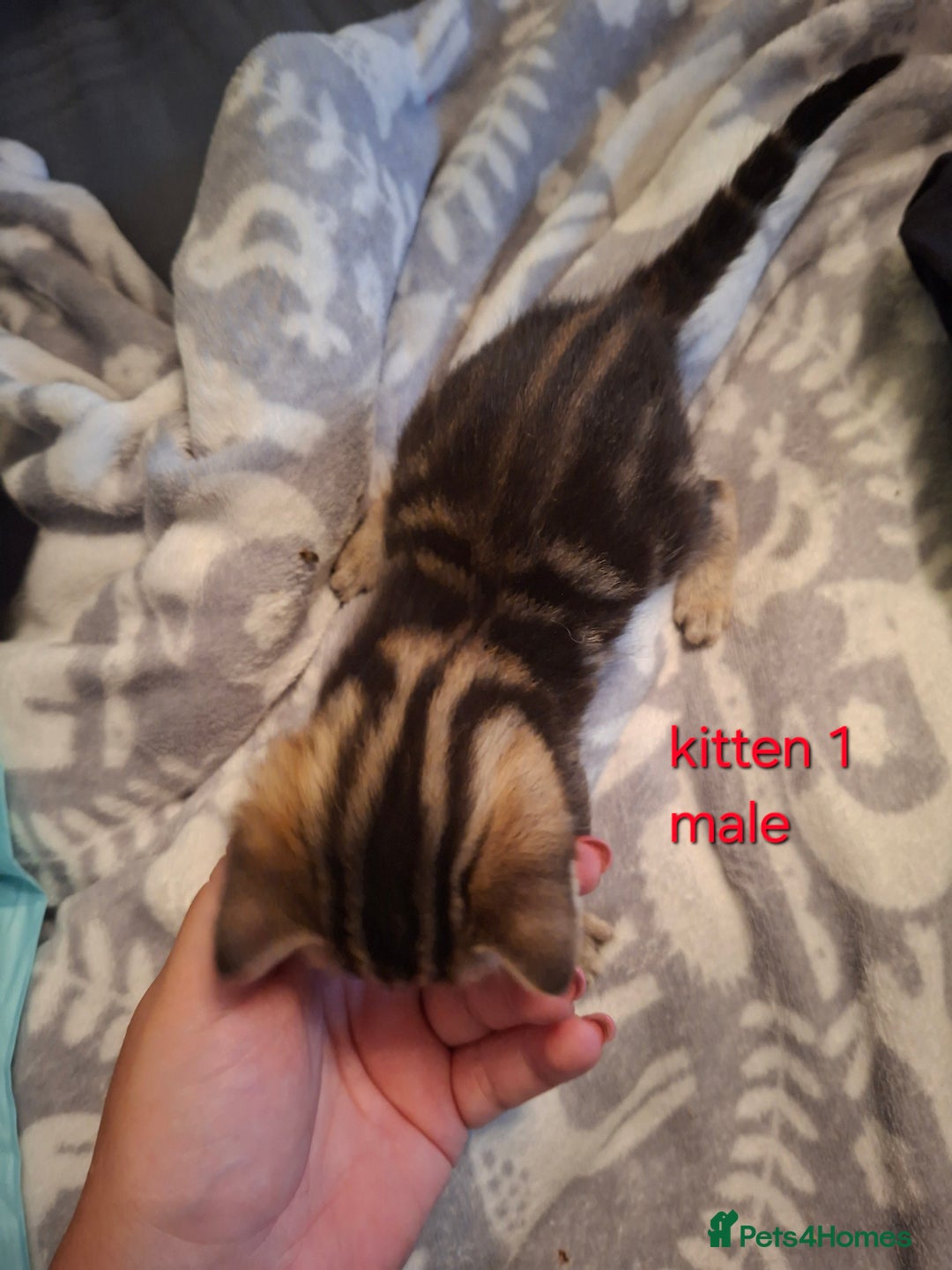 British Shorthair cats for sale: Beautiful kittens 😸  - Image 2