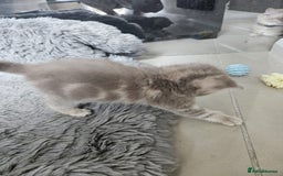 Burmese cats for sale: Beautiful Burmese x British kittens for sale 🤍  - Image 28