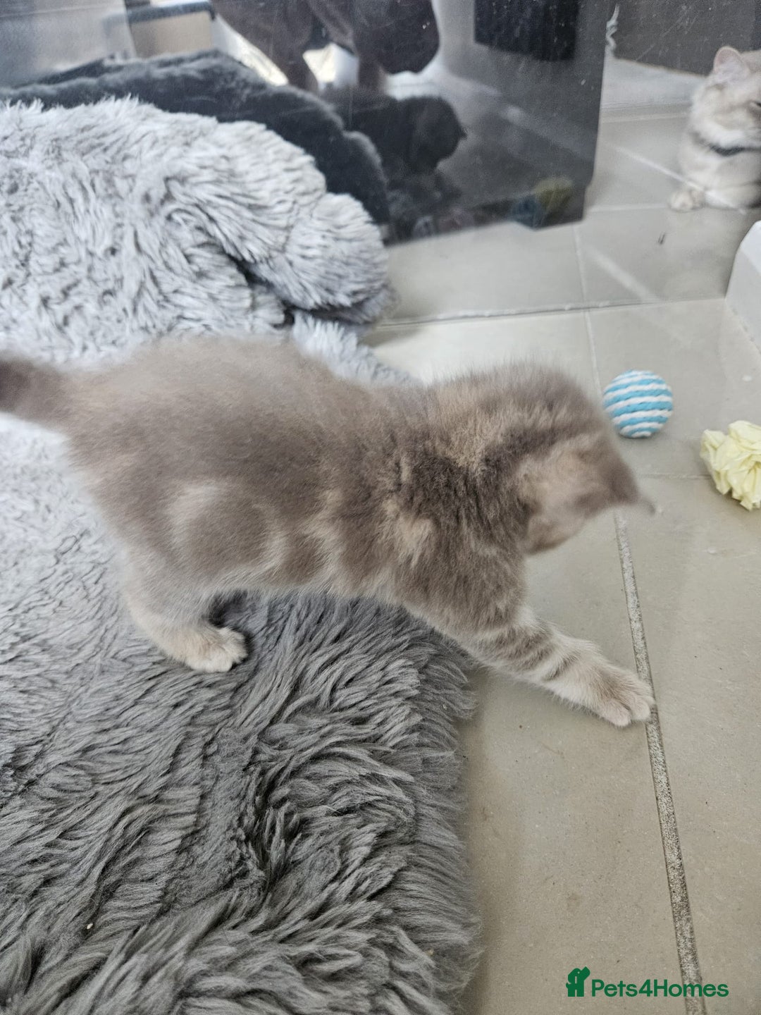 Burmese cats for sale: Beautiful Burmese x British kittens for sale 🤍  - Image 28