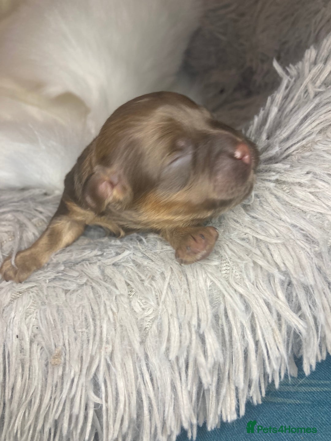 Shihpoo dogs for sale: Read the advert 5 star rated Toy shihpoo puppies - Image 4