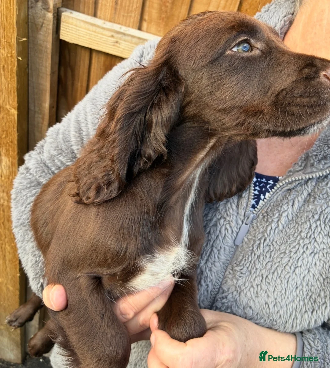 Sprocker dogs for sale: Beautiful boy sprocker spaniels  in Maidstone - Advert 2