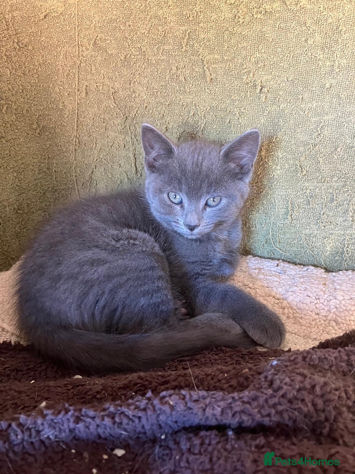 Mixed Breed cats Farm reared kittens - Advert 1