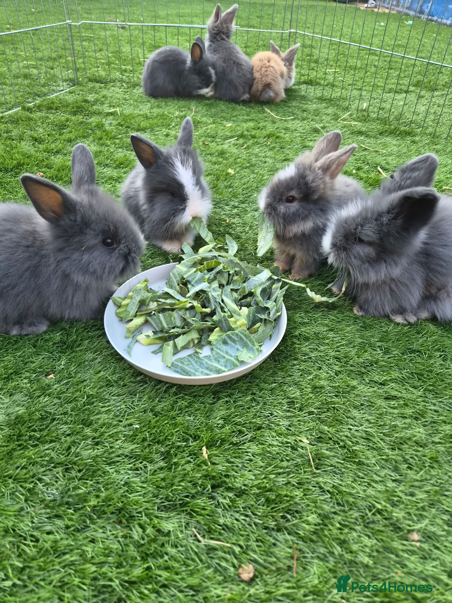 Angora rabbits Angora x lion head available from 29th Aug - Advert 2