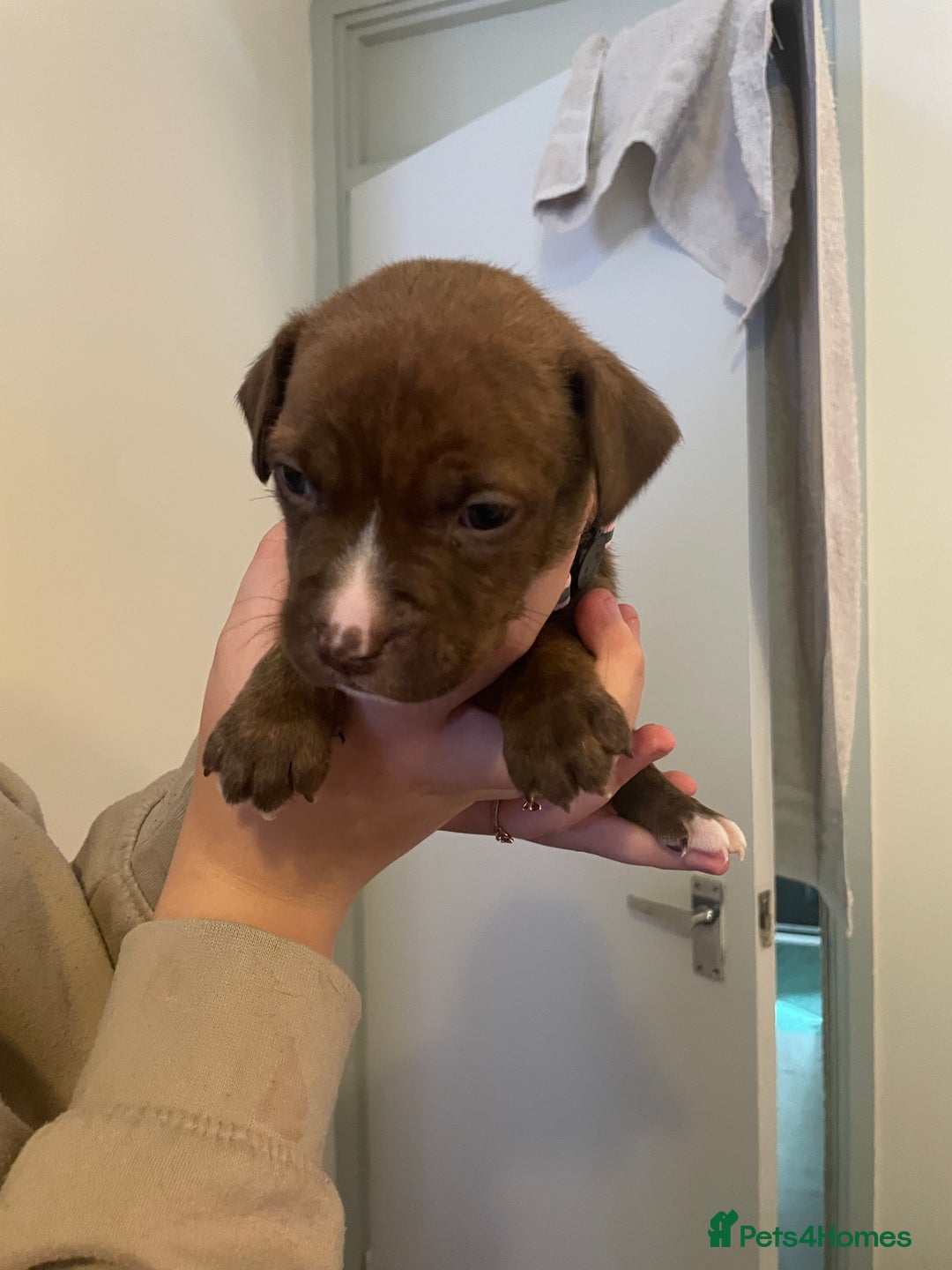 Staffordshire Bull Terrier dogs for sale: Staffordshire/American Staffordshire pups in Harrow - Image 28