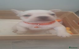 French Bulldog dogs for sale: Lovley frenchie puppies  - Image 6