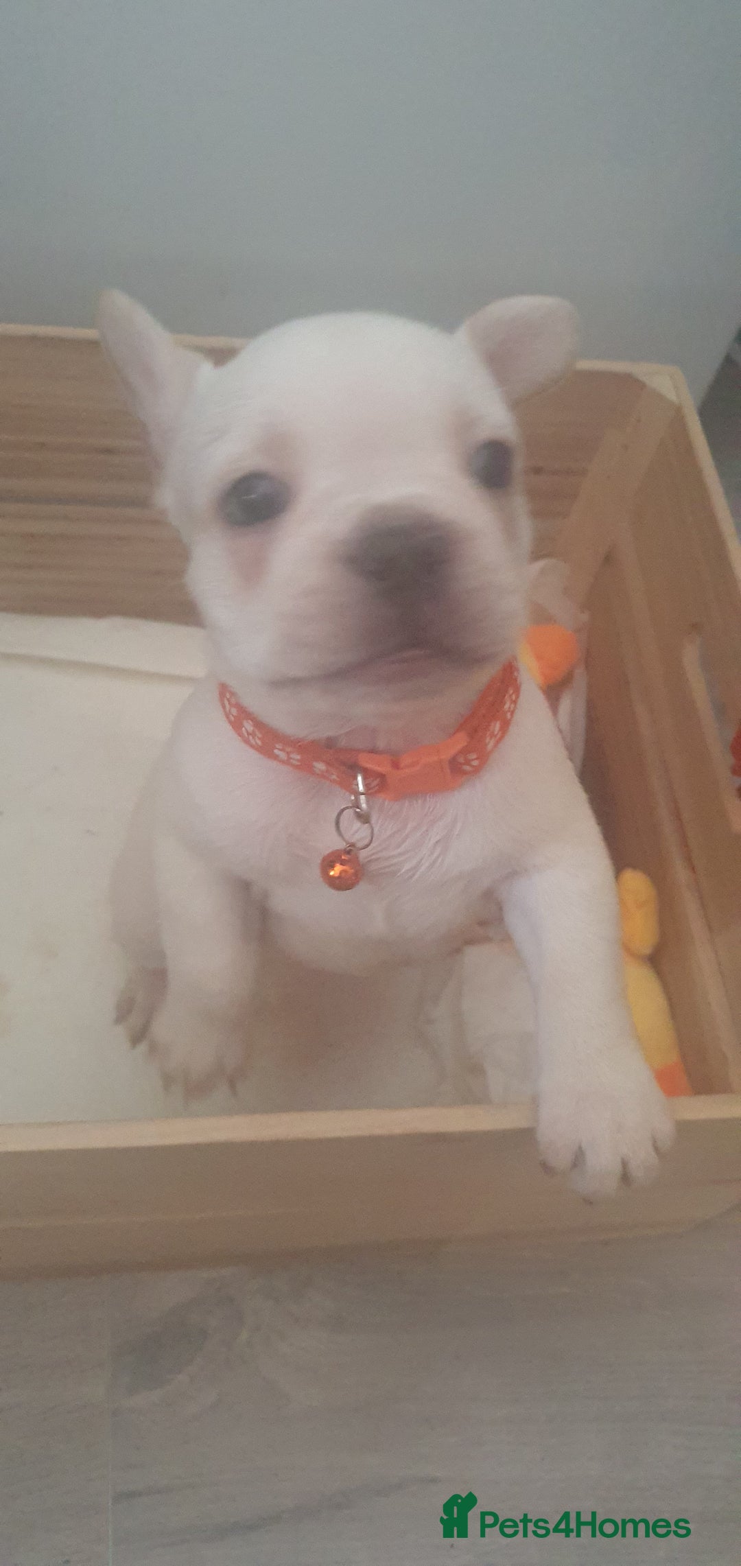 French Bulldog dogs for sale: Lovley frenchie puppies  - Image 6