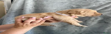 Labrador Retriever 4