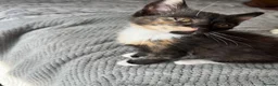 Mixed Breed cats for sale: 3 kittens for sale ready for new home  - Advert 7