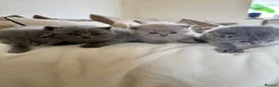 British Shorthair cats for sale: 4 British shorthair kittens  - Advert 19