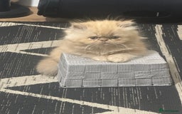 Persian cats for sale: Pedigree Persian Kittens ready to be rehomed - Image 10