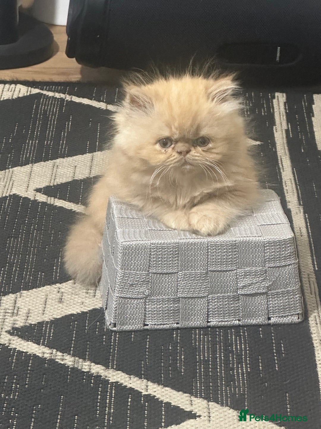 Persian cats for sale: Pedigree Persian Kittens ready to be rehomed - Image 10