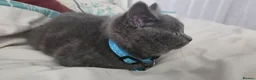 British Shorthair cats for sale: PEDIGREE BSH SHORT HAIR - Advert 6