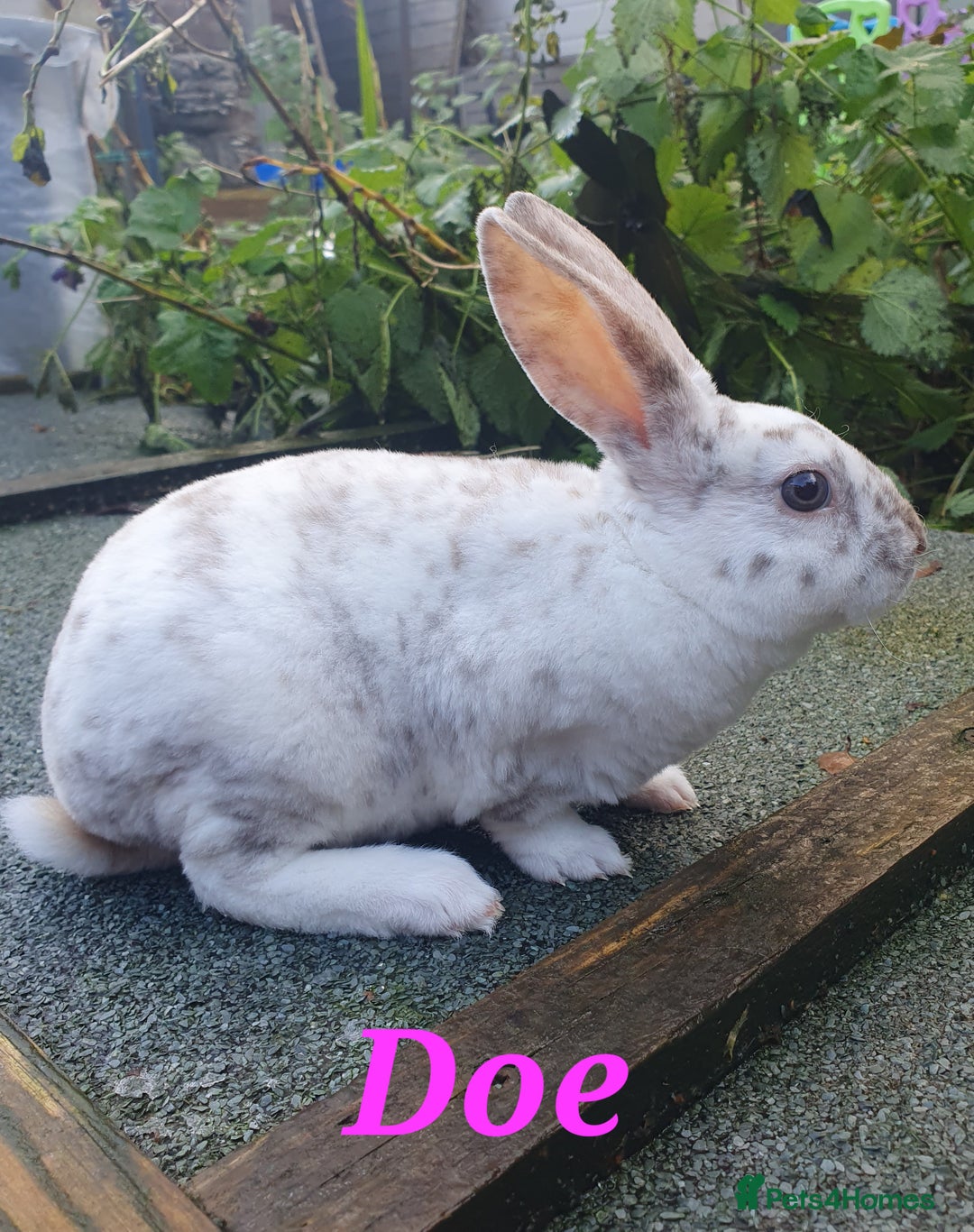 Rex rabbits for sale: Gorgeous mini rex babies  - Advert 8