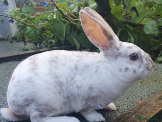 Rex rabbits Gorgeous mini rex babies - Advert 7