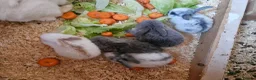 Mini Lop rabbits for sale: 🐰 Mini Lop Rabbits for Sale 🐰 - Advert 2