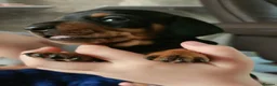 Dachshund dogs for sale: Beautiful daschund puppies for sale in Chorley - Advert 7