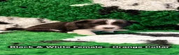 Border Collie dogs for sale: Beautiful Border Collie Puppies-KC Registered - Advert 22