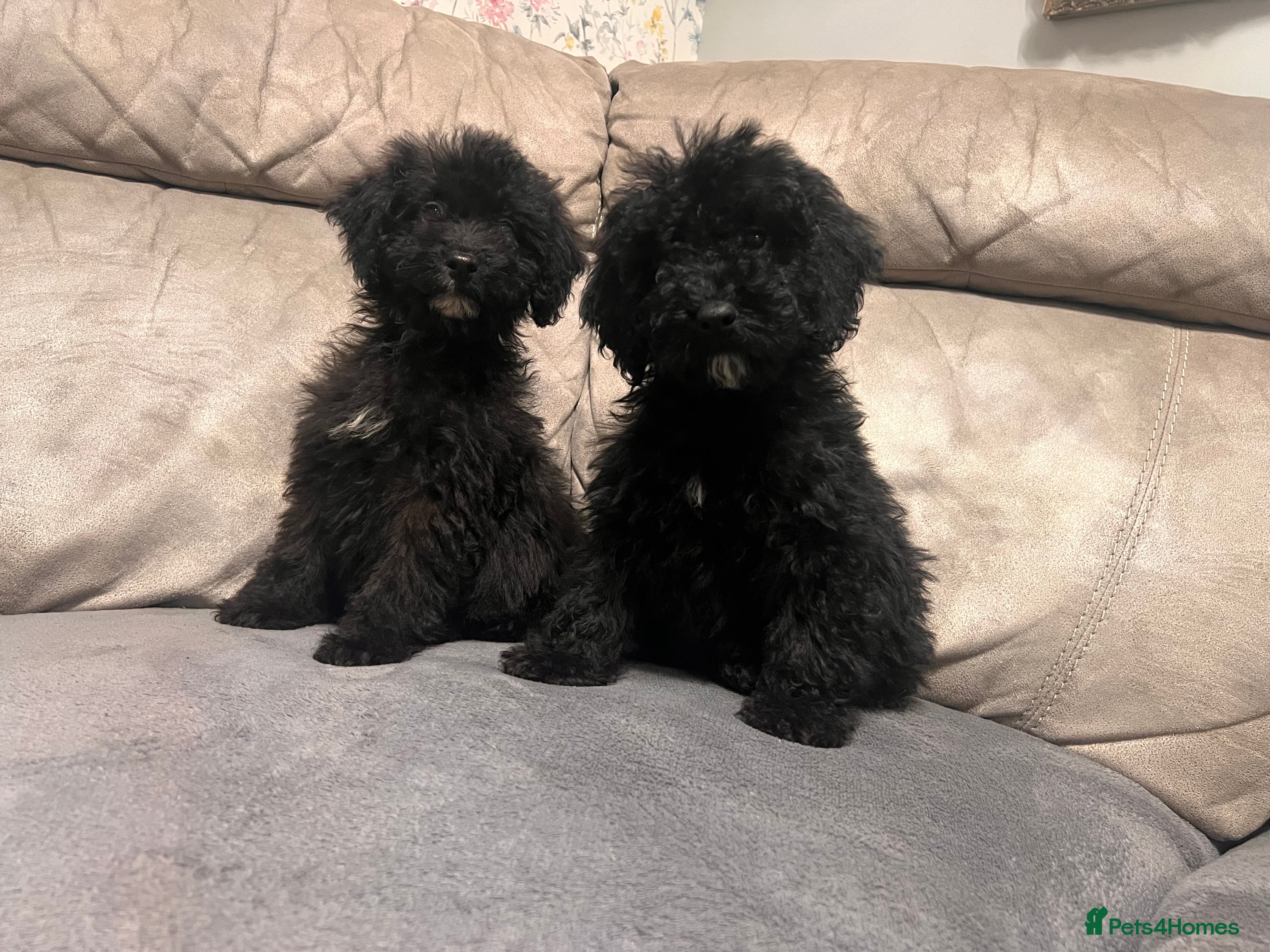 Cockapoo dogs 🐶 1 Boy & 1 Girl- Ready to Leave 🐶 - Advert 2