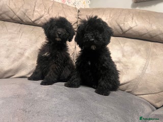 Cockapoo dogs 🐶 1 Boy & 1 Girl- Ready to Leave 🐶 - Advert 2