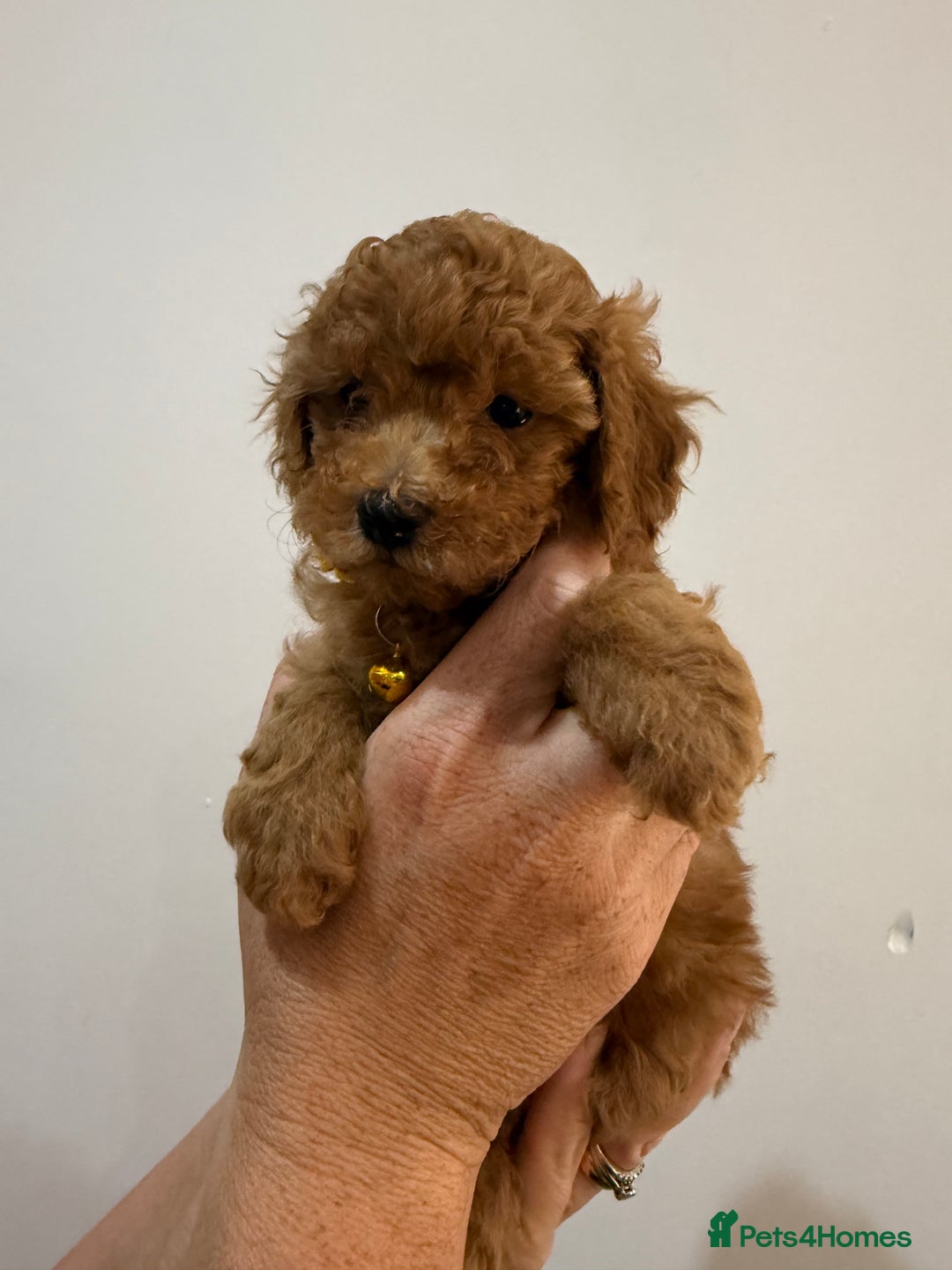 Miniature Poodle dogs for sale: Mini poodle puppies ready to leave Friday  in Swansea - Image 10