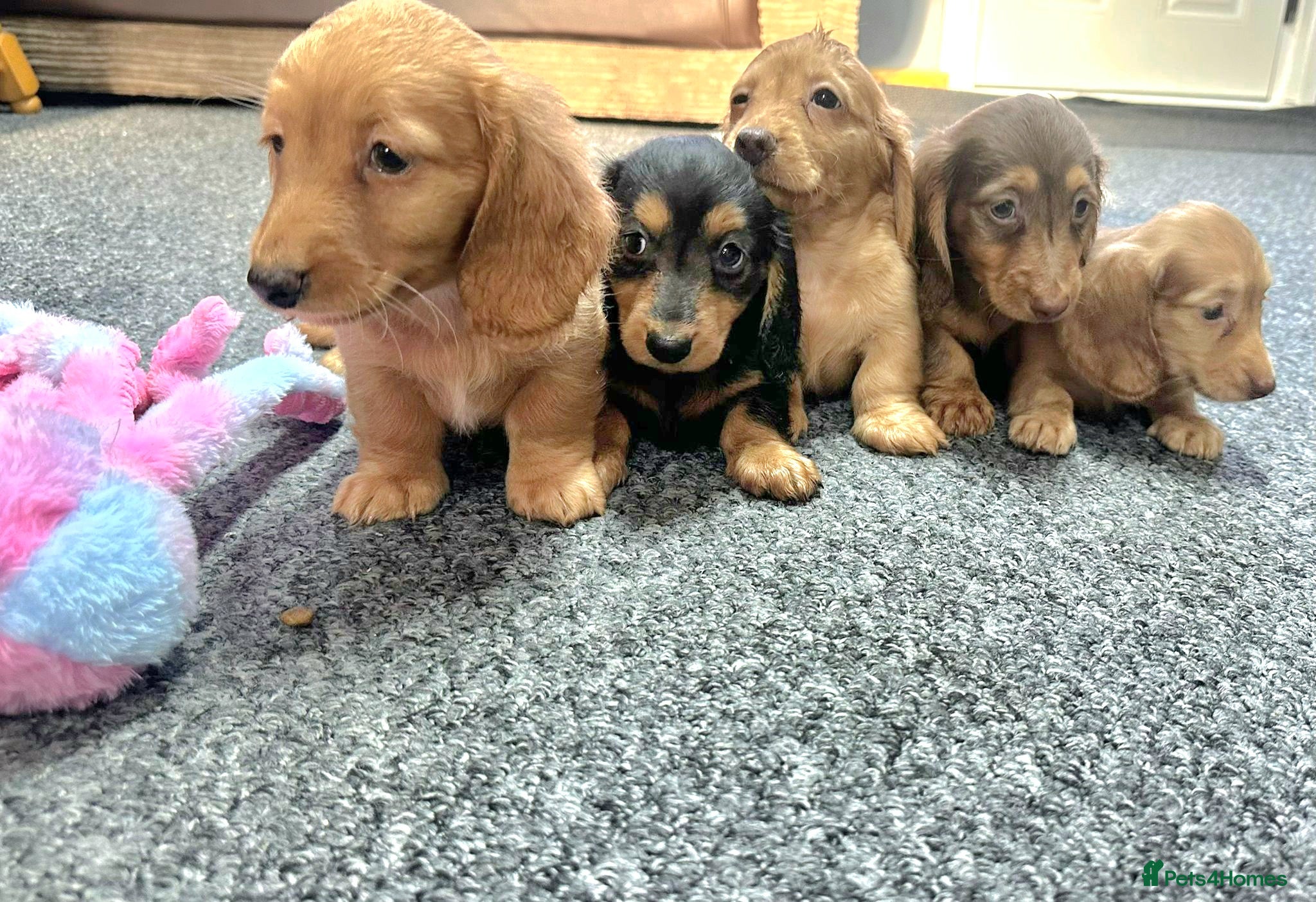 Miniature Dachshund dogs Cream Mini long hair Dachshunds - Advert 3