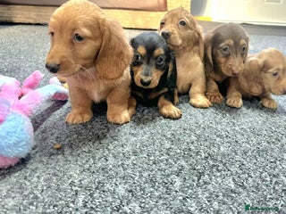 Miniature Dachshund dogs Cream Mini long hair Dachshunds - Advert 12