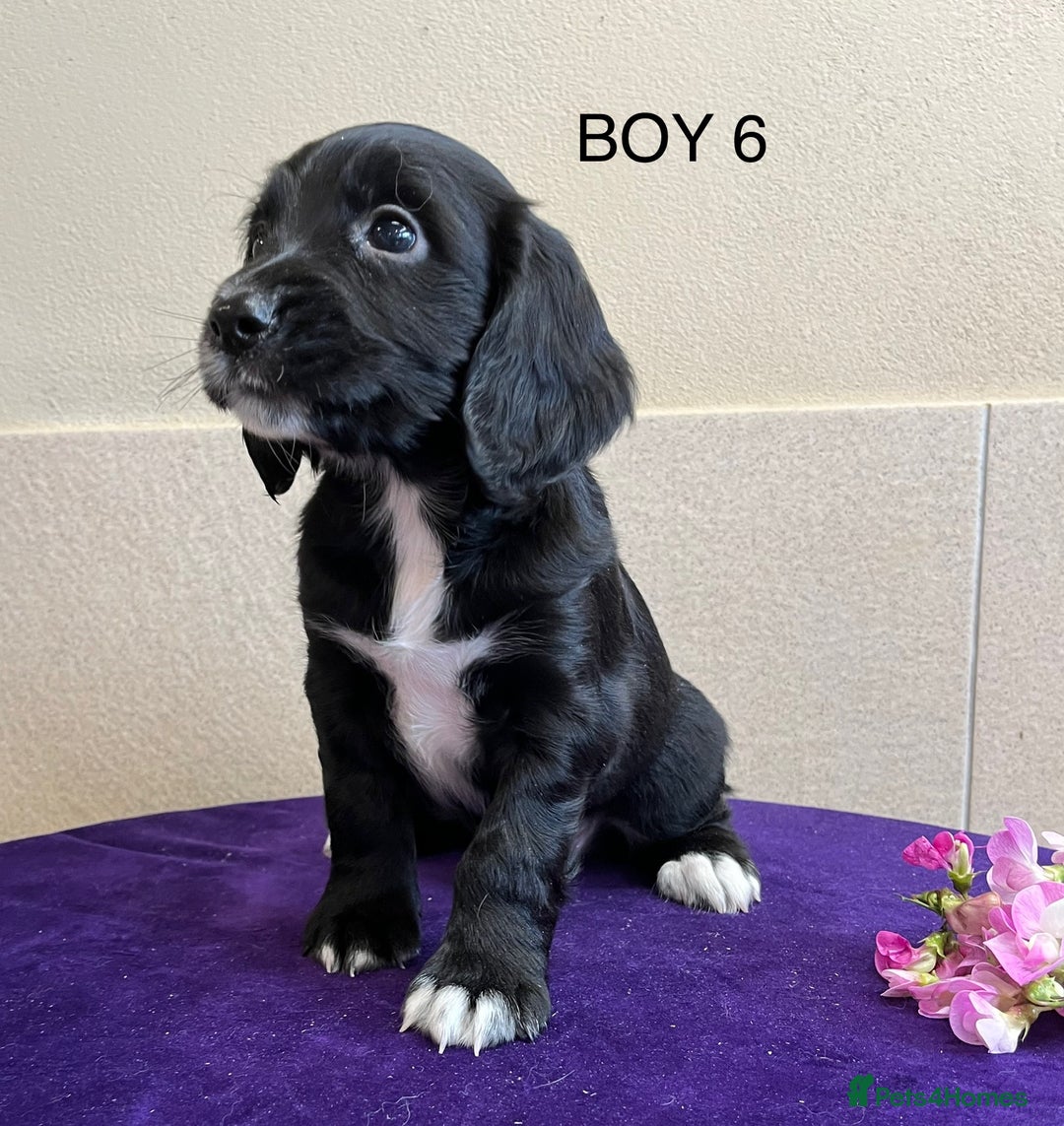 Sprocker dogs for sale: My sweet peas SPECIAL indeed x - Image 27
