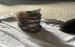 Mixed Breed cats for sale: Maine coon mixed breed  - Image 3
