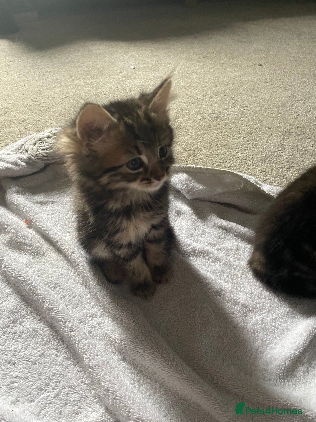 Mixed Breed cats for sale: Maine coon mixed breed  - Image 3