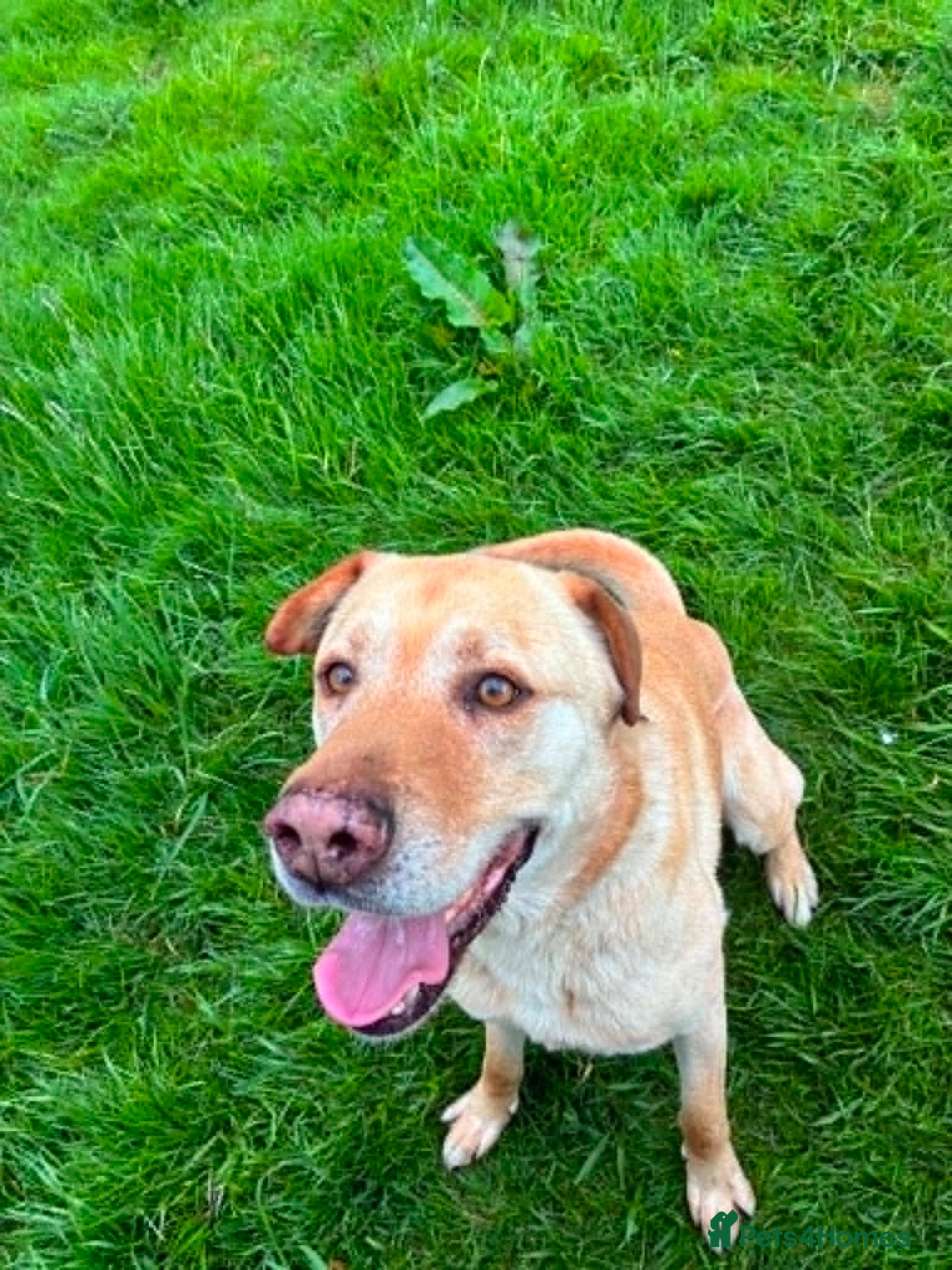 Mixed Breed dogs for adoption: Carlos wants his forever home  - Advert 2