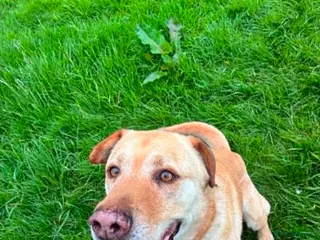 Mixed Breed dogs for adoption: Carlos wants his forever home - Advert 2