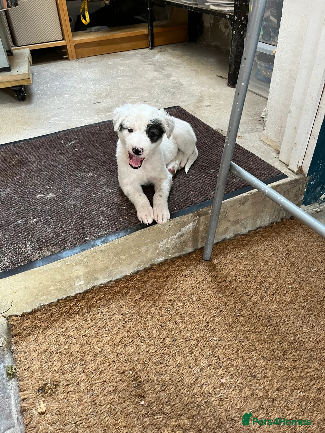 Lurcher dogs for sale: Fluffy Lurcher puppies 1 GIRL LEFT: available Sept - Advert 2