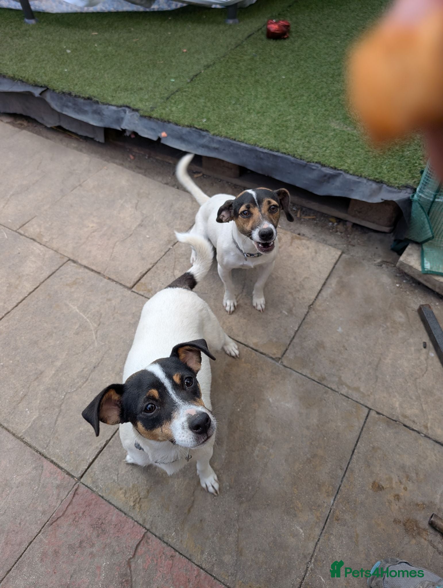 Jack Russell dogs Forever Home for Rosie and Roxie - Advert 1