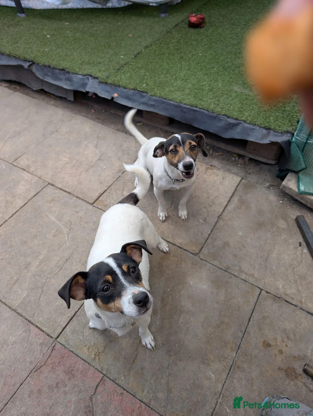 Jack Russell dogs for sale: Forever Home for Rosie and Roxie in Houghton le Spring - Advert 1