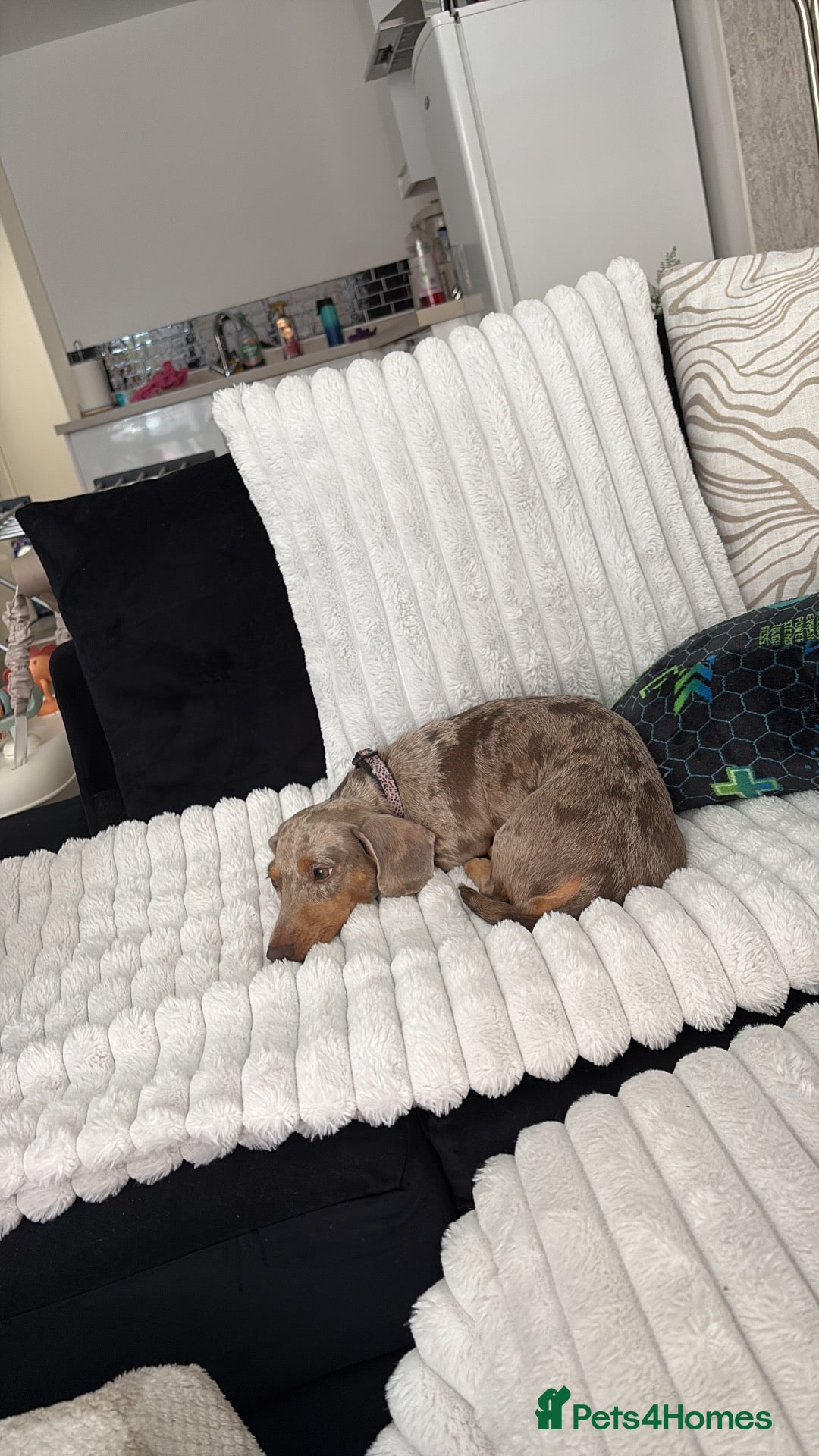 Miniature Dachshund dogs for sale: 3 beautiful dachshund pups  - Advert 16