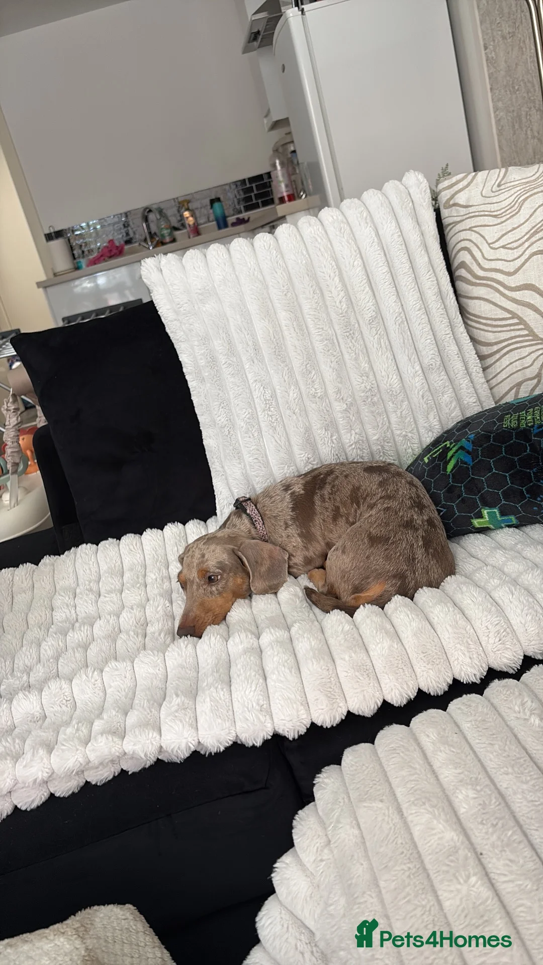 Miniature Dachshund dogs for sale: 3 beautiful dachshund pups  - Advert 1