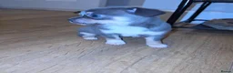 Chihuahua dogs for sale: Chihuahua Blue Tri. 1 Boy 1 Girl   - Advert 23