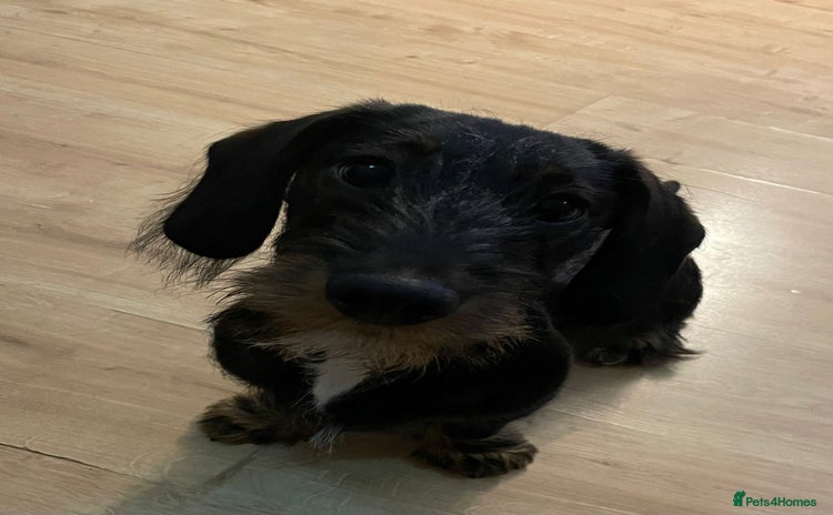 Dachshund dogs - Advert 8