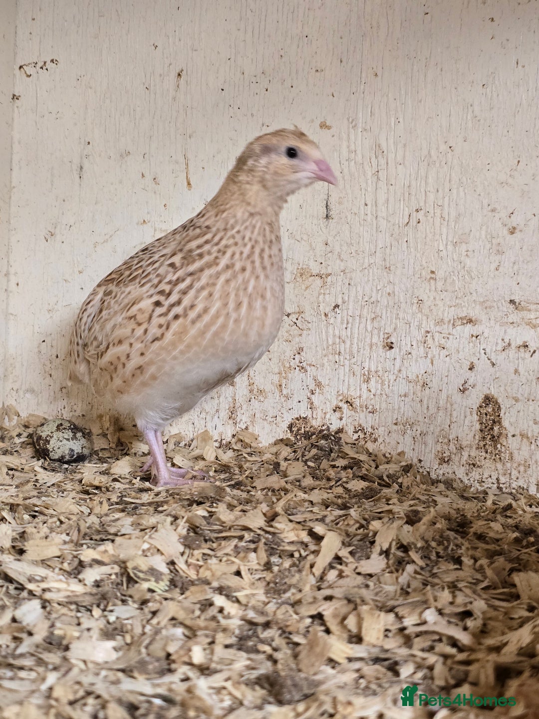 Quail poultry for sale: Pansy and Coturnix Quail Hens  - Advert 3