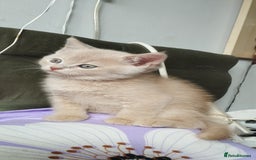 Mixed Breed cats for sale: One boy and 2 girls looking for home - Image 8