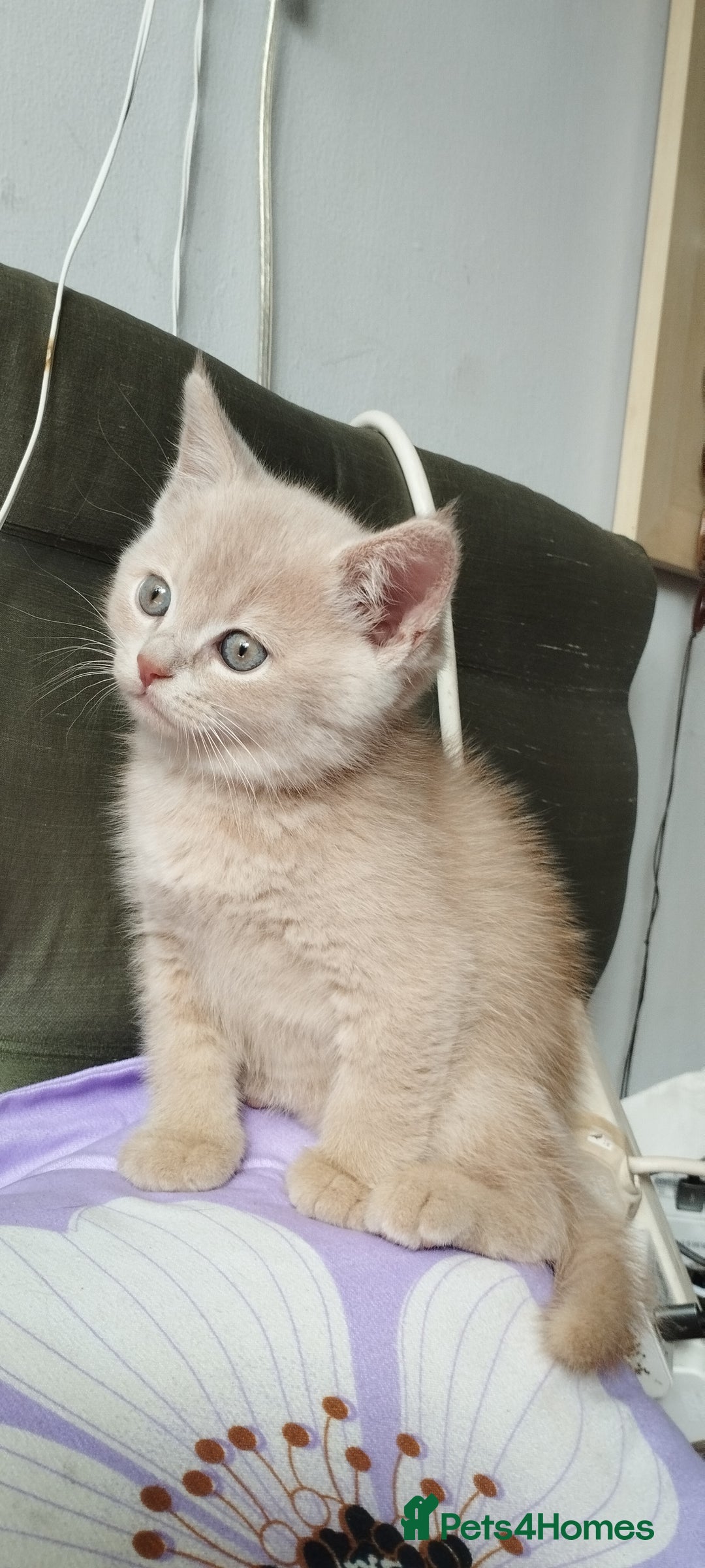 Mixed Breed cats for sale: One boy and 2 girls looking for home - Image 8