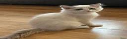 Ragdoll cats for sale: Beautiful female ragdoll kitten GCCF reg - Advert 10