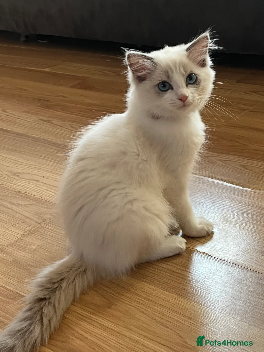 Ragdoll cats for sale: Beautiful female ragdoll kitten GCCF reg - Advert 10