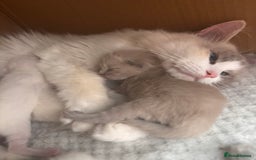 Ragdoll cats for sale: Pedigree Ragdoll Kittens for sale - Image 12