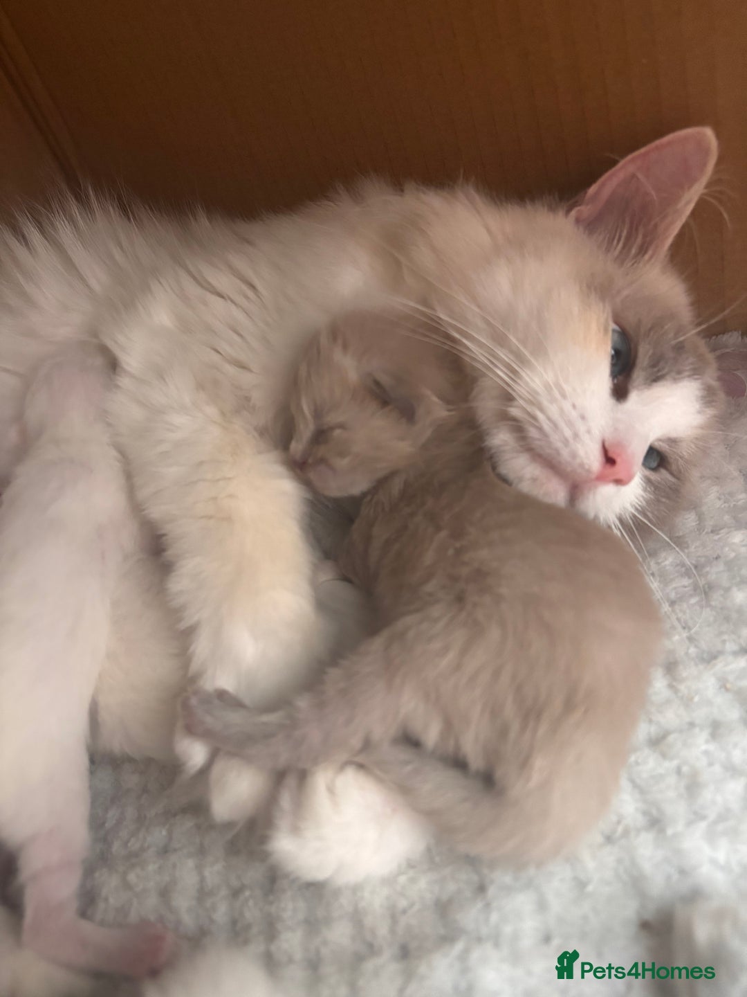 Ragdoll cats for sale: Pedigree Ragdoll Kittens for sale - Image 12