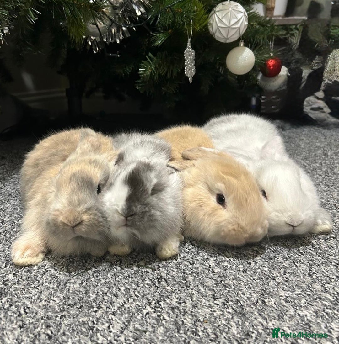 Continental Giant rabbits for sale: 3 PURE CONTINENTAL GIANT RABBITS - Advert 1