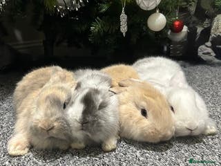 Continental Giant rabbits 3 PURE CONTINENTAL GIANT RABBITS - Advert 3