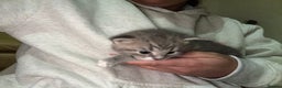 Mixed Breed cats for sale: 2 Grey (blue) and one darker tabby kittens  - Advert 16