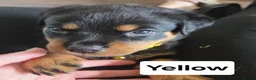 Rottweiler dogs for sale: 7 Rottweiler Pups - Advert 3