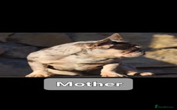 French Bulldog dogs for sale: French buldog visual fluffy male  - Image 8